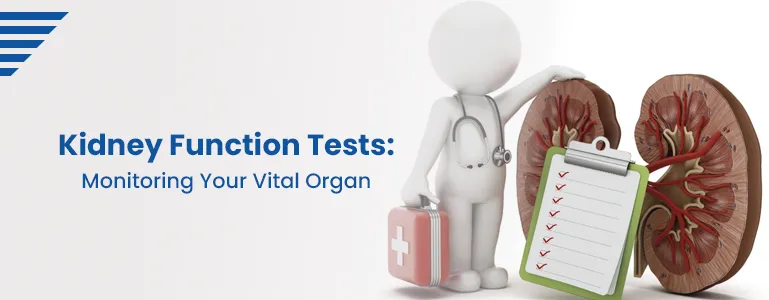 Kidney Function Tests: Monitoring Your Vital Organ