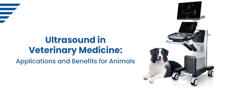 Ultrasound in Veterinary Medicine: Applications and Benefits for Animals