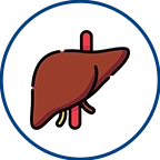 Liver Function Test (LFT)