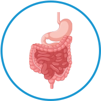 stomach