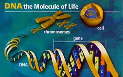 Genomics cyto genetics