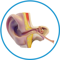 ear
