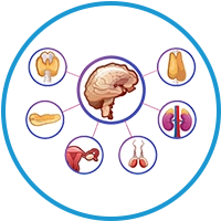 endocrine