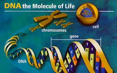 Genomics