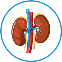 kidney