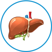 liver