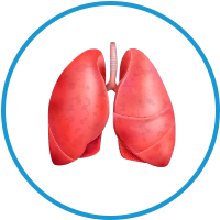 lungs