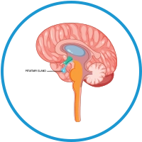pituitary-gland