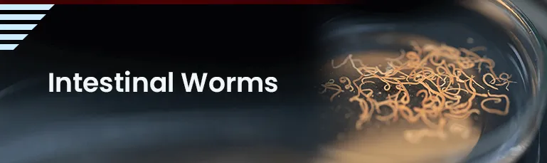 Intestinal Worms