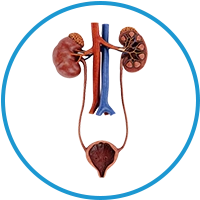 urinary-system
